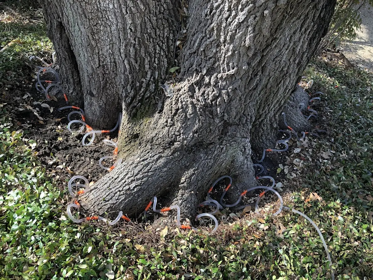 Detailed Tree Cabling and Bracing job site in Melrose